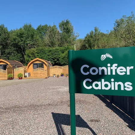 Conifer