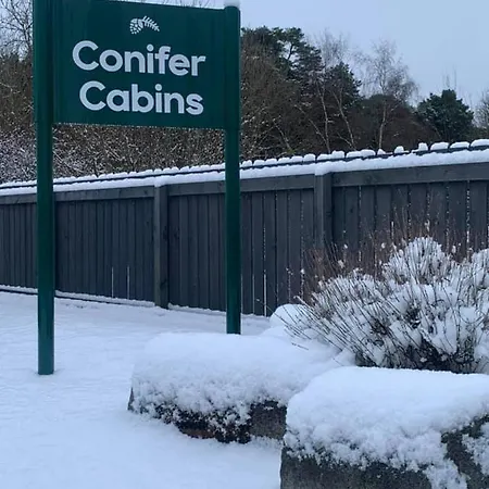 Conifer *